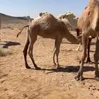 قعود لباني