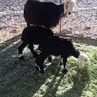 نعجه والد
