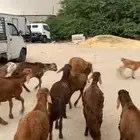 14 سواكني حمري
