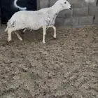 نعجه. حري. حايل. سديس. البيع. 1100 ريال