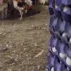 بيض سمان حي التيسير