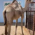 حاشي ميتورد مرابي 5 شهور
