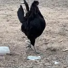 ديك اسود للبيع