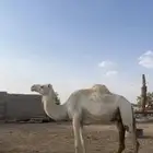 لقحه ثنيه وضروبه. مشروطه