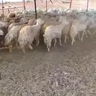 للبيع غنم حريات صنف مراح واحد العدد500 راس
