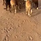 للبيع سواكن حمري (( تم البيع ))