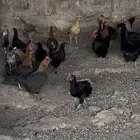 دجاج بلدي