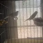 كناري سوري انتاج