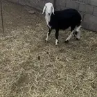 هرفي نجدي فوق اربع شهور