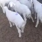 طليان