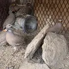 حجل او صفرد للبيع