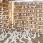 حمام فرنسي امهات