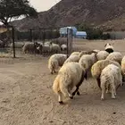 خرفان طليان نعيم