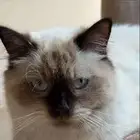 قطه