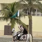 حصان عربي مصري للتشبيه لوجة الله لجميع الخيول