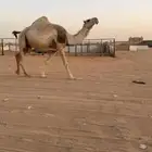 خلفه تحتها قعود سنه ثني لحقه لي 9 شهر علي بعير بتلي بيعين