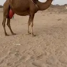 خلفه ساحلية منيحه كفو