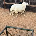 طليان حريات لبيع