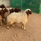 غنم ذبائح