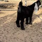 تيس عارضي خصمم