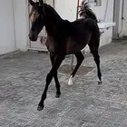 مهر جميل وجرم طيب - شعبي