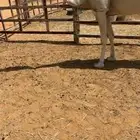 للبيع مصعد له خمس ايام