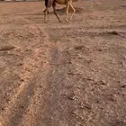 بكره مفروده شقحاء كفوو