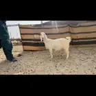 عنز شاميه حليب