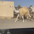 للبيع القعود الحق الكفو ع مضيم بعير عمير