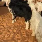 طليان ذبايح