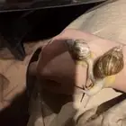 حلزون للبيع   35