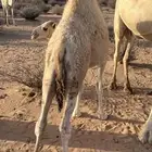 للبيع قعود لباني