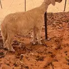 فحل عيسي