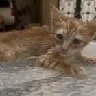 قط بلدي