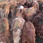 سواكني تربيه