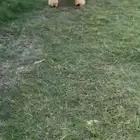 خروف جذع فاخر