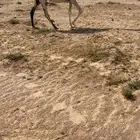 خلفه عفراء كفو تحتها قعود باتلي