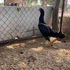 دجاجة سندية وفروخ سنود