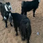 معزا مراح