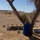 عسل طلح