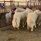 غنم حيل شحم واطراف ناهيه