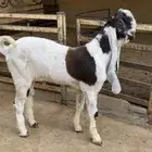 تيس هولندي مشروك