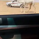 للبيع القعود سنه حق باتلي