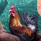 دجاج عربي اصيل   ترثه   فري