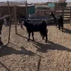 معزا مضاريع ثنيه ورباع