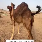 ناقه لقحه