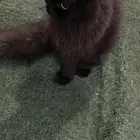 قط شيرازي ولد للتبني