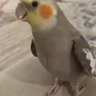 ببغاء كوكتيل