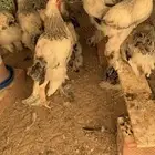 براهما كولمبي العمر 3اشهر فاخر حاصل على التطعيمات والفيتامي