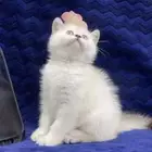 قطه أنثى سكوتش ستريت للبيع